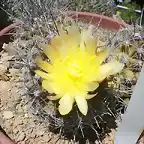 Copiapoa humilis