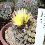 Copiapoa humilis