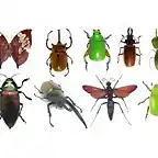 INSECTOS