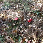Pulpada 2010 076