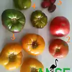 320b7188-2253-4d1d-bf84-40dfe71f72cc-3 RRR ANSE VERDE TOMATES NUMERADOS