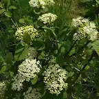 viburnum 2