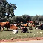 vacas 002