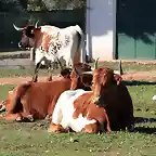 vacas 003
