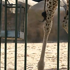 Zoo de Barcelona 08-09-2010 036