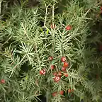 Enebro (Juniperus oxycedrus) hembra