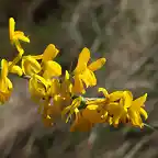 Aliaga (Genista scorpius)