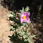 jara blanca (Cistus albidus)