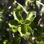 Coscoja (Quercus coccifera)