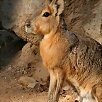 Zoo de Barcelona 23-03-11 615