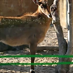 Zoo de Barcelona 23-03-11 720