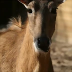 Zoo de Barcelona 23-03-11 737