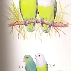 Inseparable de cabeza gris