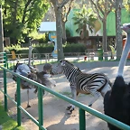 Zoo de Barcelona 18-10-10 719