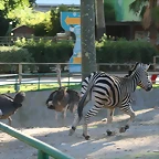 Zoo de Barcelona 18-10-10 721