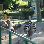 Zoo de Barcelona 18-10-10 720