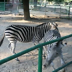 Zoo de Barcelona 18-10-10 771