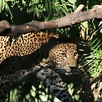 Zoo de Barcelona 18-10-10 550