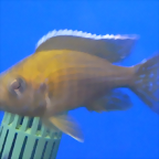 Aulonocara stuartgranti