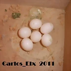 6 huevo de kitty