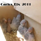 pollos 7-9-2011