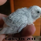5 pollo  7-9-2011