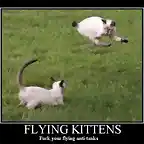 03_flying_kittens-480x435