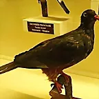 Ducula goliath