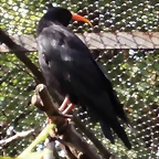 Pyrrhocorax pyrrhocorax LondonZoo