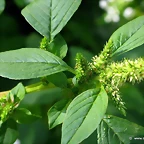 amaranthus-hybridus-bledo-sabia