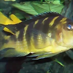 Pseudotropheus crabro