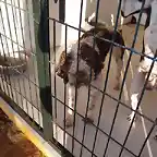 perro agua otra