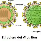 Que-es-el-virus-Zika