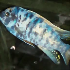 Maylandia zebra