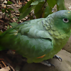 Amazona farinosa 2