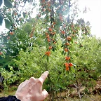 DSCN3501