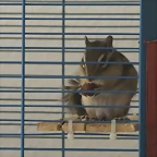 2-Pepper