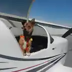 Este piloto esta hecho un animal