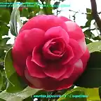 Camellia japonica 'Coquettina'
