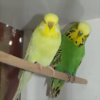 Fermina y Rabote (2)