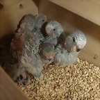 Minis