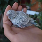 Pollo Cielo Alas Claras