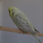 Diluida Gris Cara Amarilla Opalina (2)