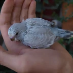 Pollo Gris Alas Claras