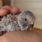 Pollo Cobalto Normal