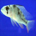Mikrogeophagus altispinosus (14-9-16 Aquaria Virtual, det as Papiliochromis altispinosa)