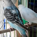 IMG-20190317-WA0009