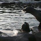 Zoos Wuppertal, Dortmund y Gelsenkirchen 01-10-09 733