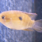 Laetacara dorsigera (5-8-17 Zoo Zajac)