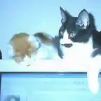 gatitos en el monitor